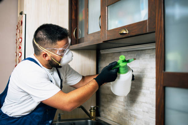 Flea Control Services in Hampton, IL