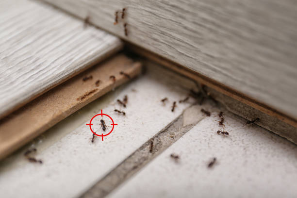 Best Commercial Pest Control Services  in Hampton, IL