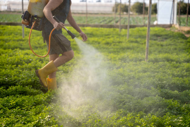 Reliable Hampton, IL Pest Control Solutions
