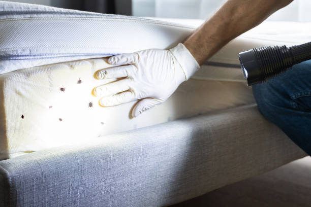 Best Insect Control  in Hampton, IL