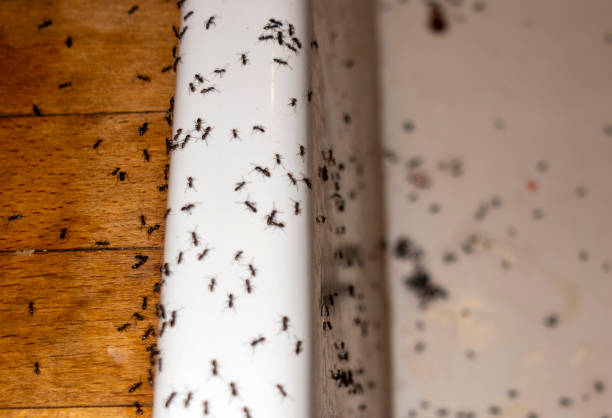 Best Pest Control Cost  in Hampton, IL