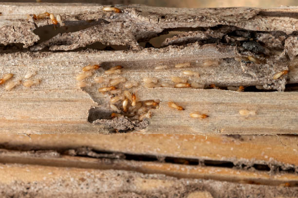 Pest Prevention Services in Hampton, IL