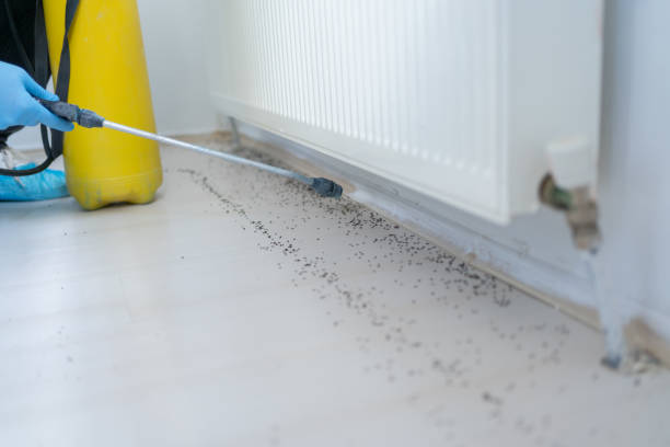 Best Affordable Pest Control Services  in Hampton, IL